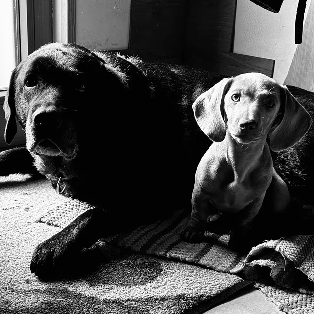 Tonks und Wanda, die Bürohunde von andka-edv